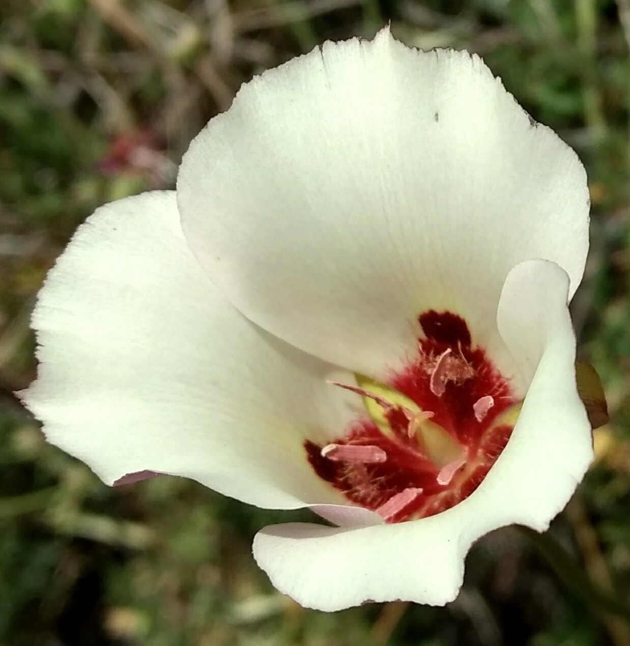 High Resolution Calochortus simulans Flower